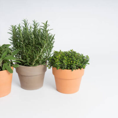 Pots with rosemary, oregano and sage plants arranged on a white surface