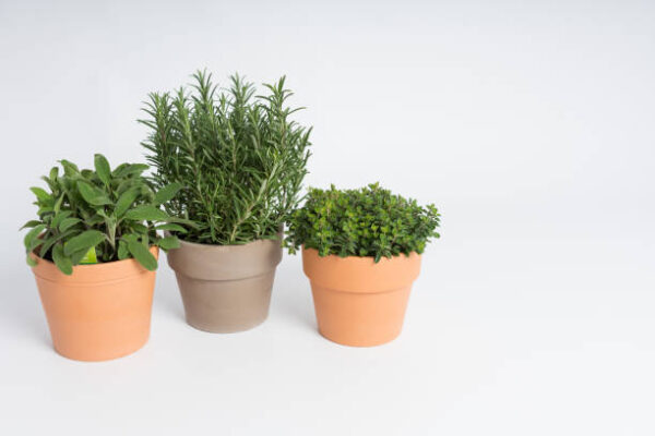 Pots with rosemary, oregano and sage plants arranged on a white surface