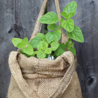 Green leaves grow out of burlap sack in a vertical garden