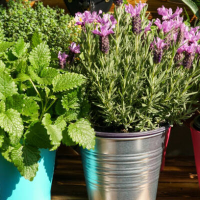 Urban gardening on a shelf