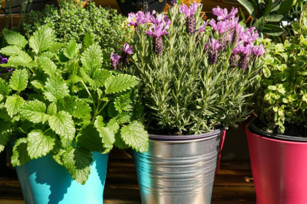 Urban gardening on a shelf