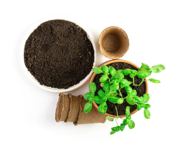 Istockphoto 1310712434 612x612