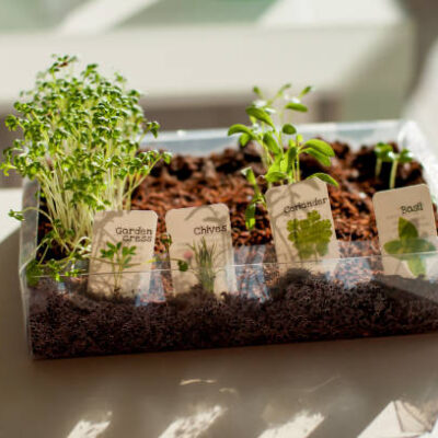 Istockphoto 1350805828 612x612
