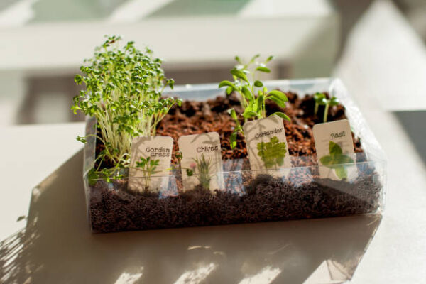 Istockphoto 1350805828 612x612