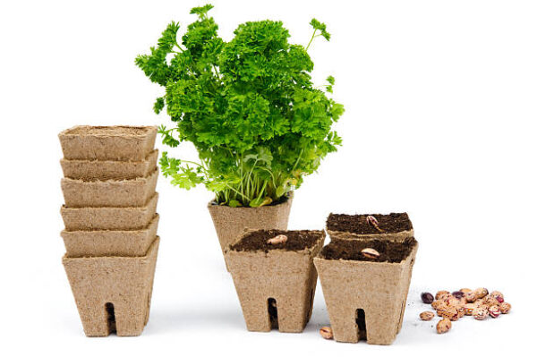 An image of a pot with a plant and seeds