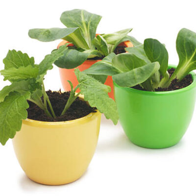 Istockphoto 468547071 612x612