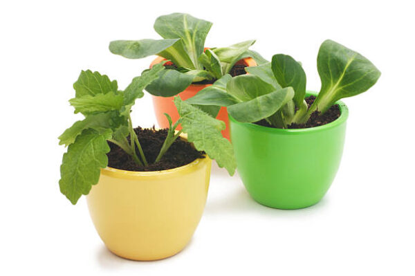 Istockphoto 468547071 612x612