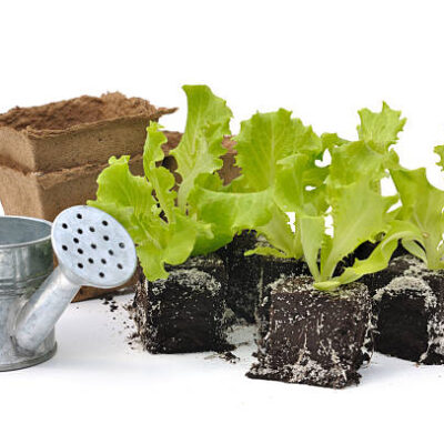 Young salad shoots and small watering can isolated on white background