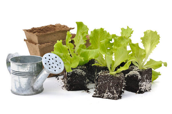 Young salad shoots and small watering can isolated on white background