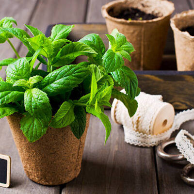 Green mint sprouts in a pot on a wooden background. selective focus.