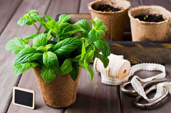 Green mint sprouts in a pot on a wooden background. selective focus.