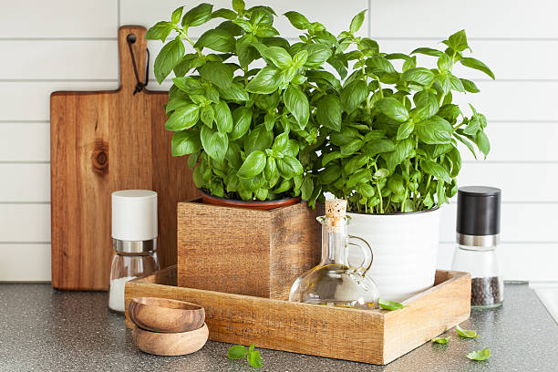 Fresh basil herb in pot olive oil kitchen